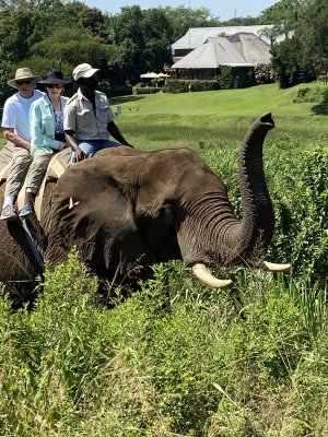 Elephant Encounter