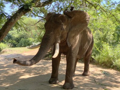 Elephant Encounter