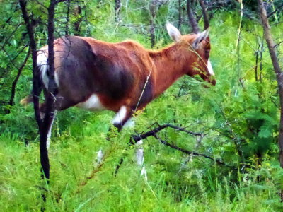 Bontebok