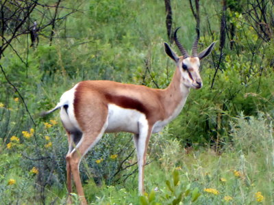 Springbok