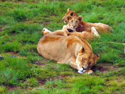 Lion Safari Park