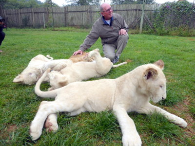Petting lion cubs