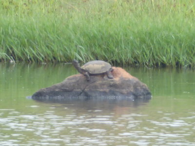 lobatse hinge-back tortoise