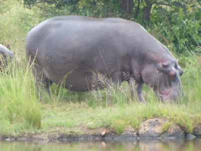 Hippopotamus