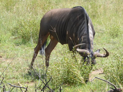 Blue Wildebeest