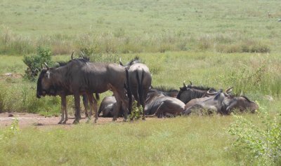 Blue Wildebeest