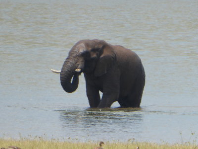 Elephant