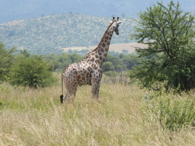 Giraffe