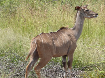 Kudu