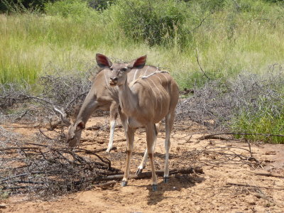 Kudu