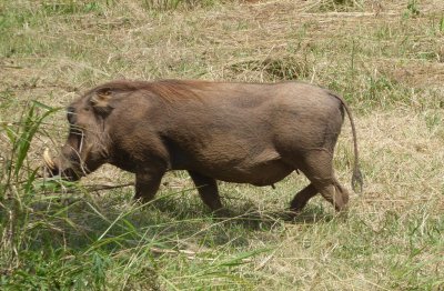 Warthog