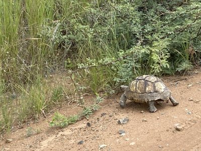 Leopard tortoise