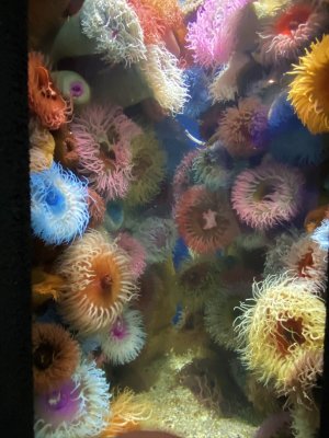 Feather-duster anemone