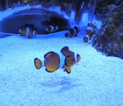 Western Clown Fish - Nemo