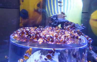 Many Nemo's