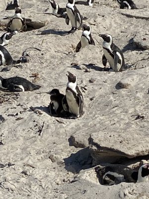 Boulders Penguin Colony