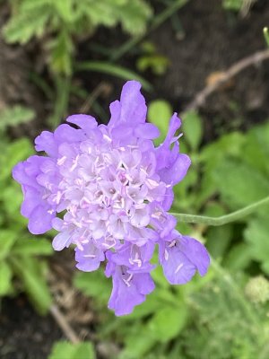 Wild scabious