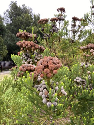 Harold Porter Botanical Garden