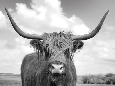 highlan cow wall art.jpg