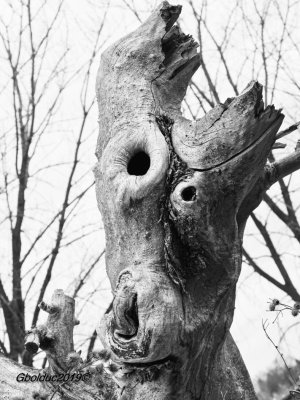 Arbre chevreuil_Deer face trunk