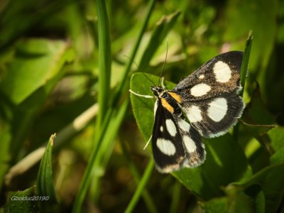 Petit papillon noir avec taches blanches_Small black butterfly with white spots