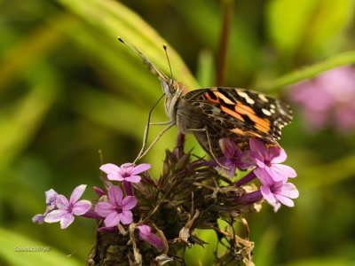 Insectes, papillons et libellules