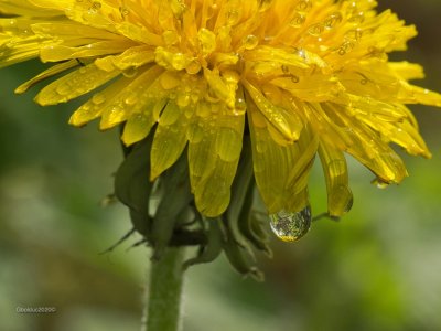 Macro de fleurs