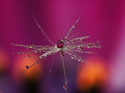 Water drop refraction on dandelion seed
