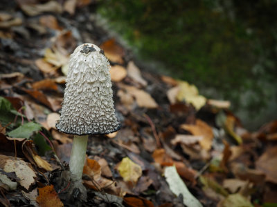 Mousses_Lichens & Champignons