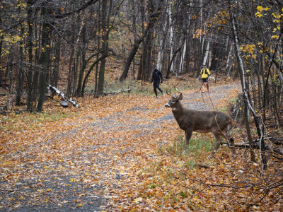 PB150085_Cerf de Virginie 2_Parc Mt St Bruno.jpeg