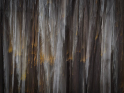 Forest Abstract_Abstrait forestier