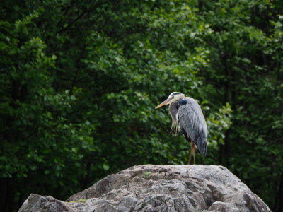 Oiseaux / Birds