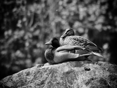 Nature en Noir & Blanc_Nature in Black & White