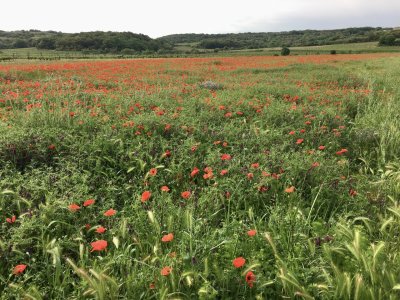 Nizas poppies 2022