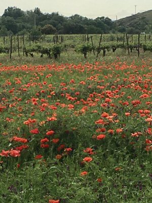 Nizas poppies 2022