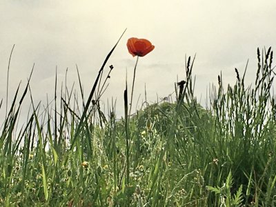 Nizas poppies 2022