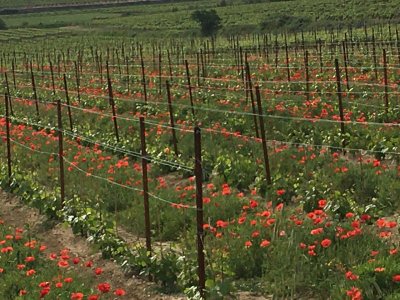 Nizas poppies 2022