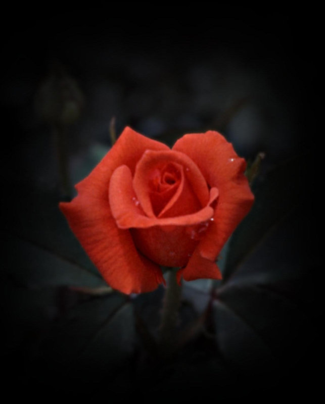 ... a red, red rose ...