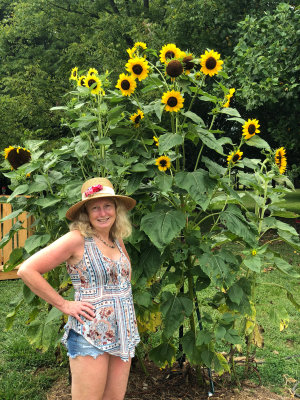 I planted Dwarf Sunflowers.  Only the seed heads were dwarf! I was expecting short plants. The birds still loved them.