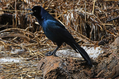 D50_8883_edited1.jpg