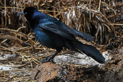 D50_8886_edited1.jpg