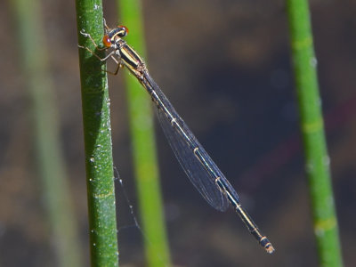 Cherry Bluet ( Enalagma concisum ) female