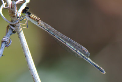 Citrine Forktail ( Ischnura hastata ) female