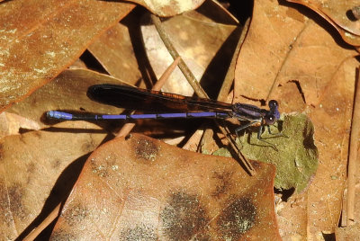 Variable Dancer Smokey -winged (Argia fumipennis fumipennis ) male