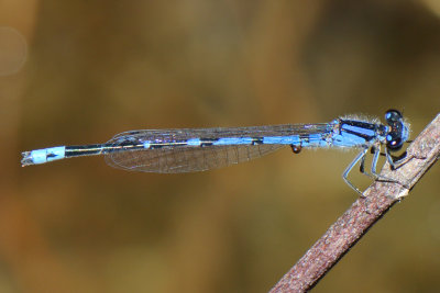Sandhill Bluet ( Enallagma davisi ) male