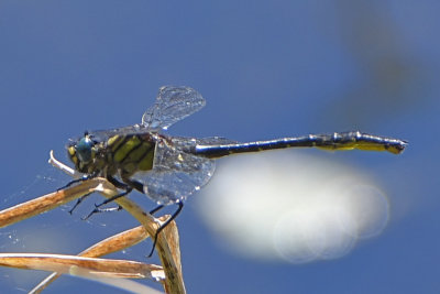 Clearlake Clubtail ( Gomphus australis )male