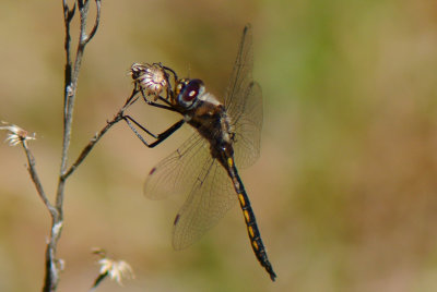 Slender Baskettail (Epithica costalis )male