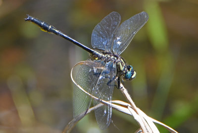 Clearlake Clubtail (Gomphus australis  ) male 