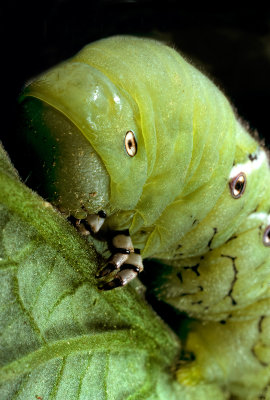 Tobacco Hornworm Catapillar 1623T1682.jpg