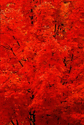 Forest Afire Brown County SP1802C8388.jpg